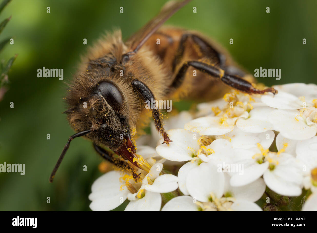 A honey bee feeds on a flower with its proboscis during the summer