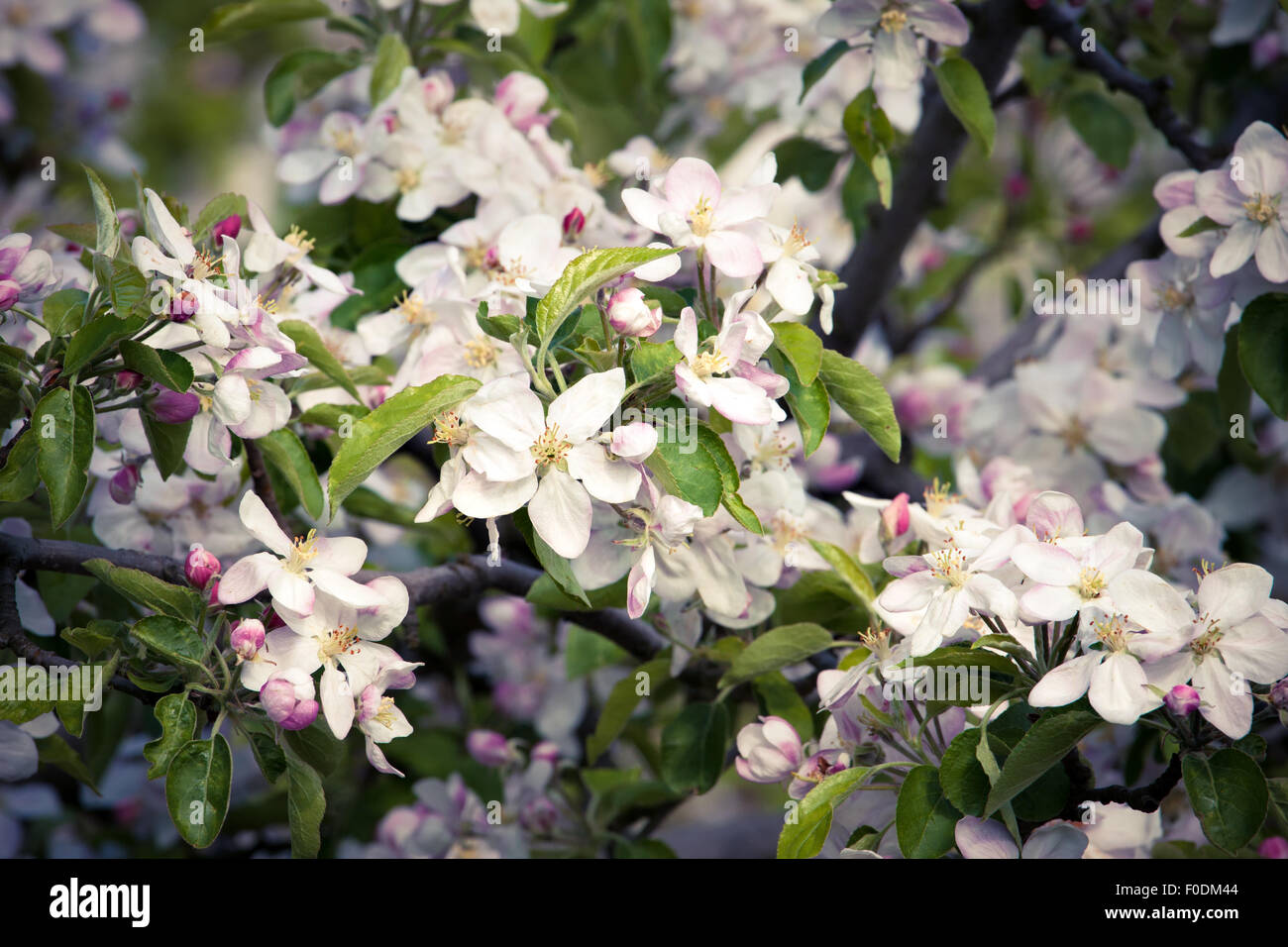 Fruit trees blossom in a spring orchard Stock Photo Alamy
