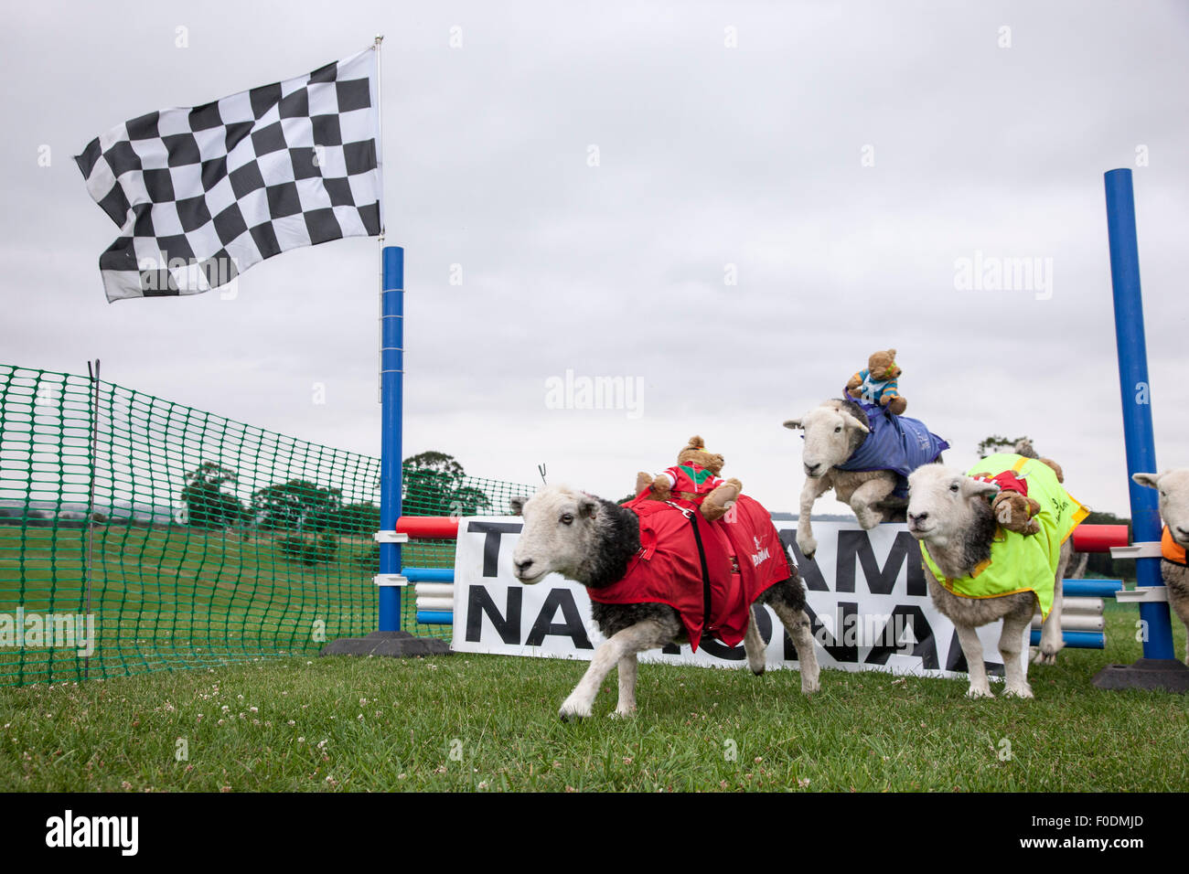 Rockingham Castle, Northamptonshire, UK. 13th August 2015. 11th Kennel Club International 4 day Dog Agility Festival, Heardwick sheep going over the finishing jump with teddy bears as jockeys, The launch showcases other types of animals that are largely unseen in the world of agility. . Credit:  Keith J Smith./Alamy Live News Stock Photo