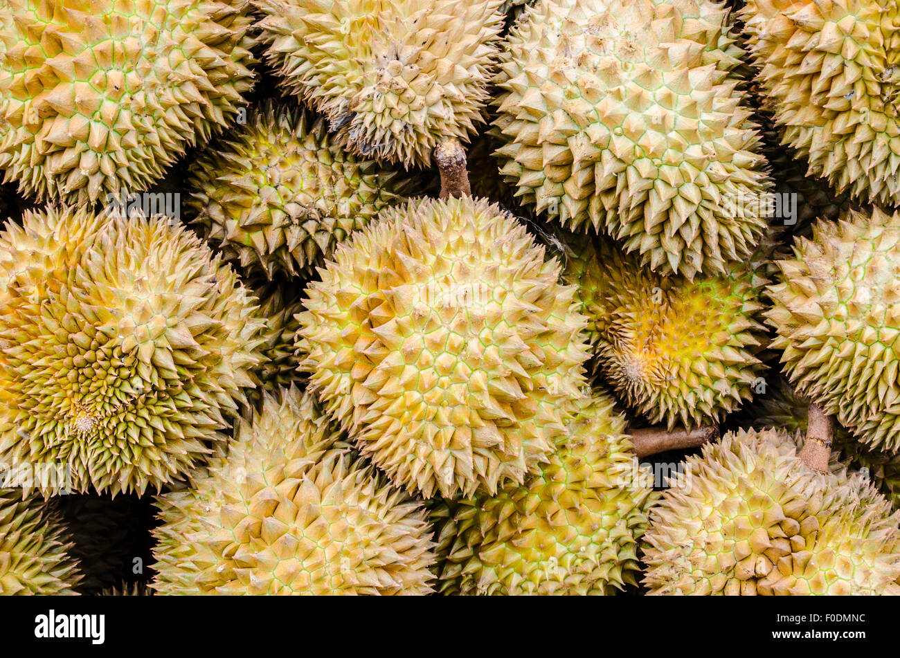 Durian, king of fruit, famous fruit in Thailand Stock Photo Alamy
