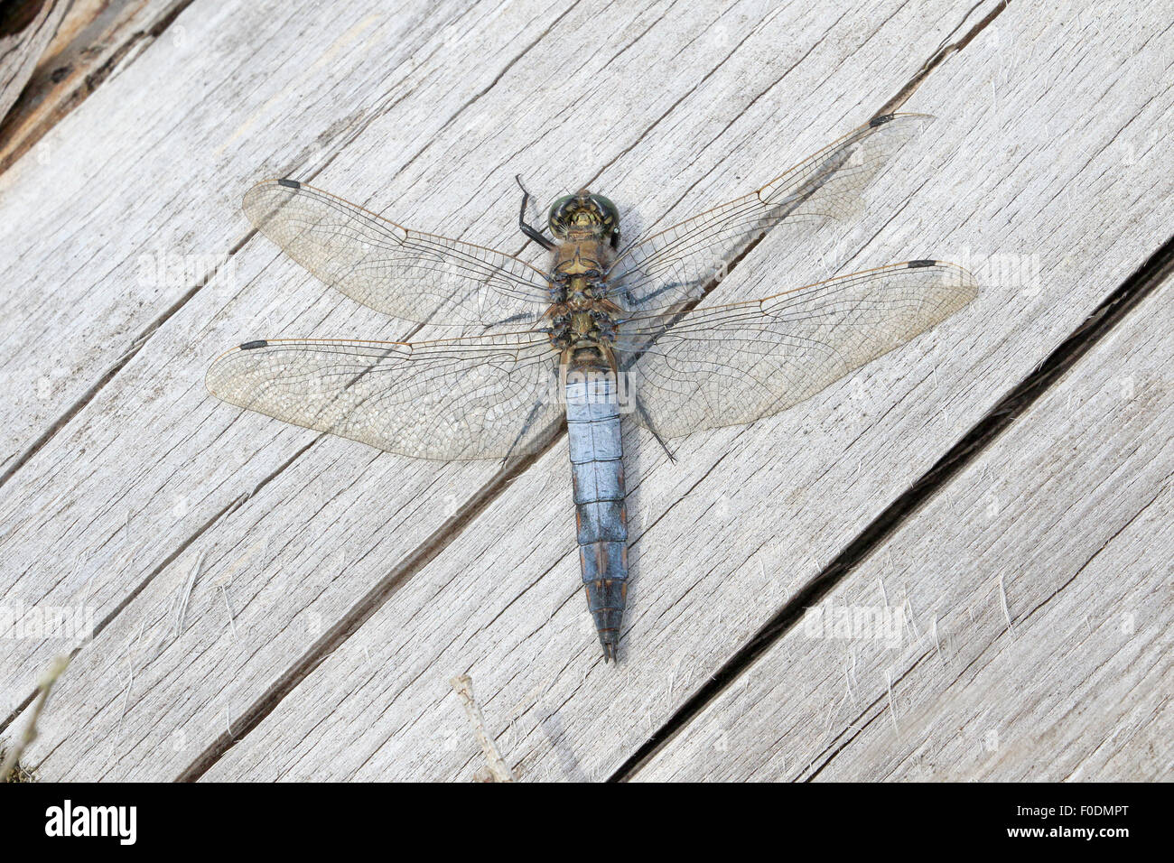 Mature Male Black Tailed Skimmer Dragonfly basking on a log Stock Photo