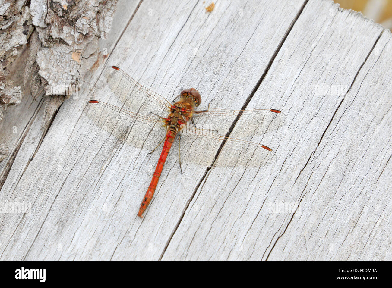 Mature Male Common Darter Dragonfly basking on a log Stock Photo