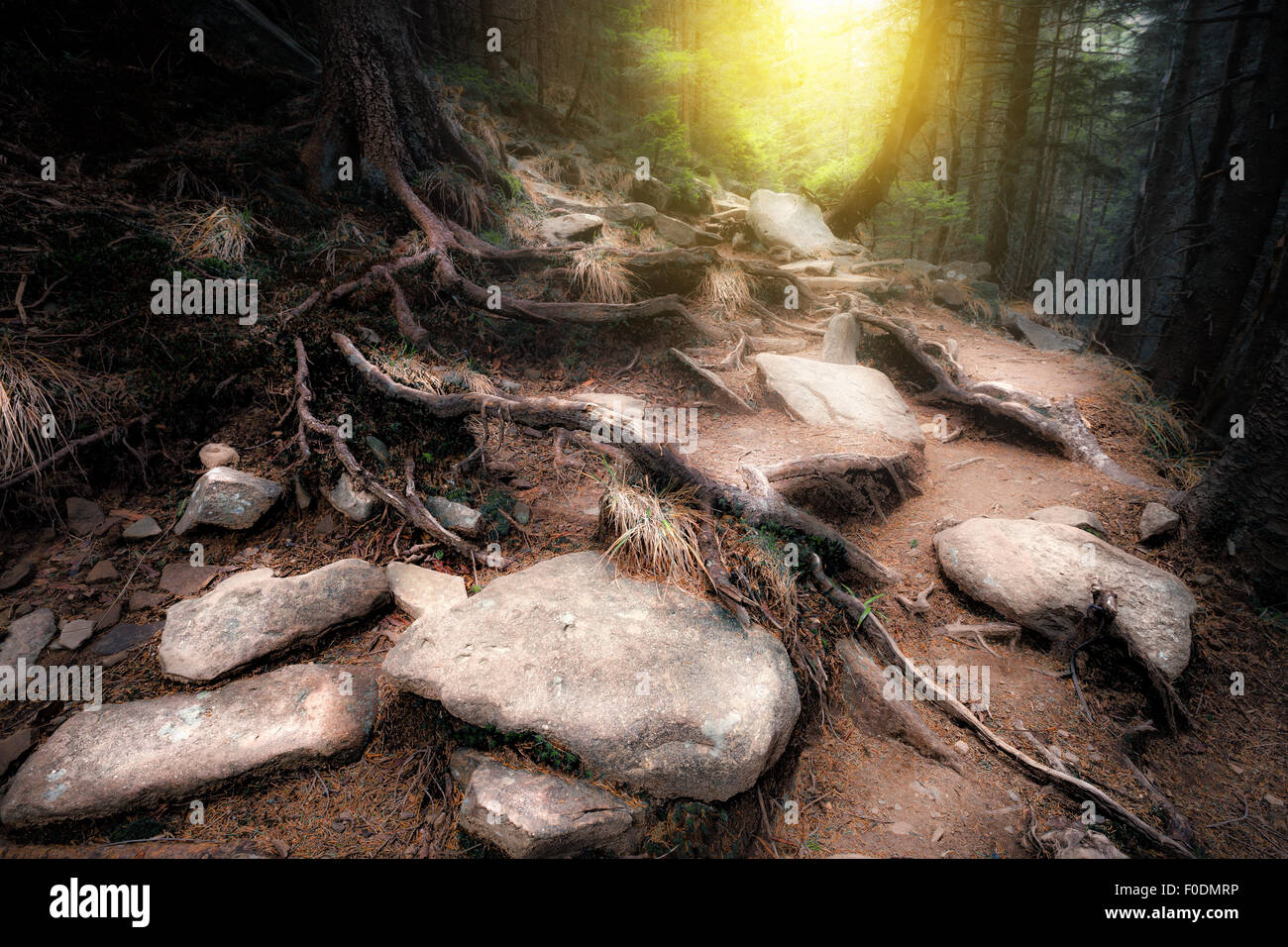 Old mystical forest Stock Photo