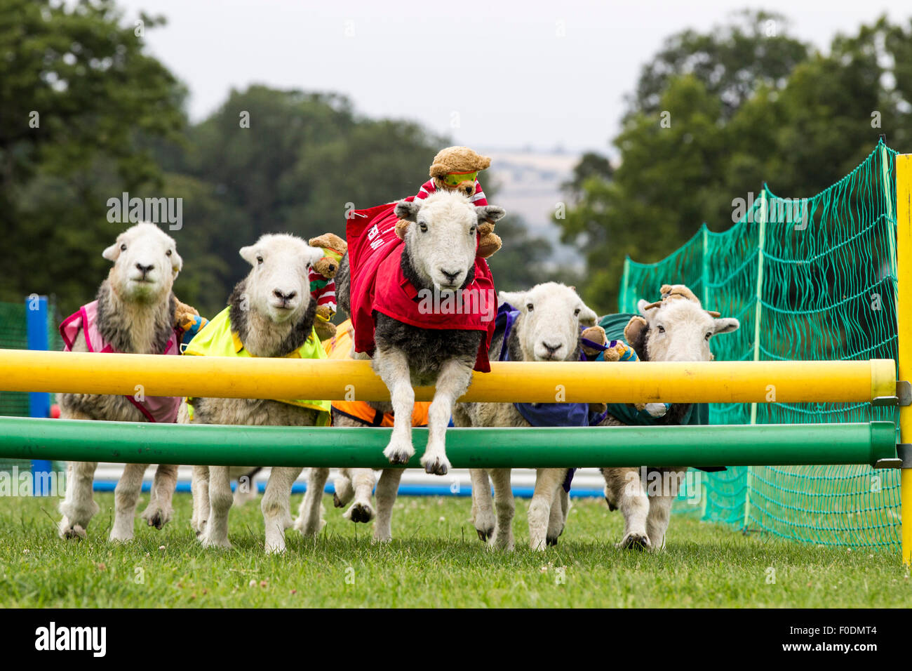 Rockingham Castle, Northamptonshire, UK. 13th August 2015. 11th Kennel Club International 4 day Dog Agility Festival, Heardwick sheep compete in a race over hurdles with teddy bears as jockeys, The launch showcases other types of animals that are largely unseen in the world of agility. . Credit:  Keith J Smith./Alamy Live News Stock Photo