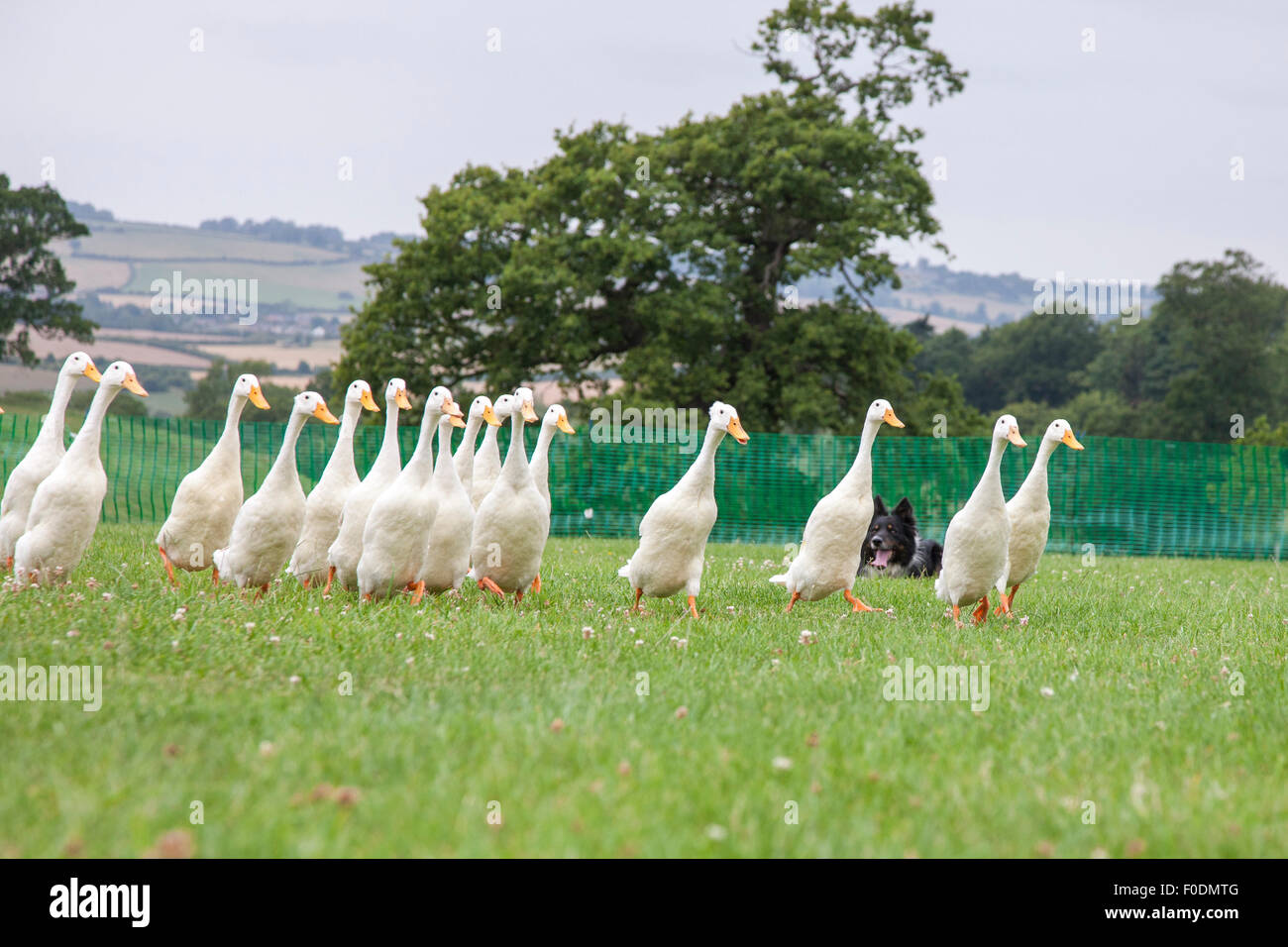 Rockingham Castle, Northamptonshire, UK. 13th August 2015. A collie sheep dog herds a flock of Indian Runner Ducks around a course and over different obstacles at 11th Kennel Club International 4 day Dog Agility Festival, . Credit:  Keith J Smith./Alamy Live News Stock Photo