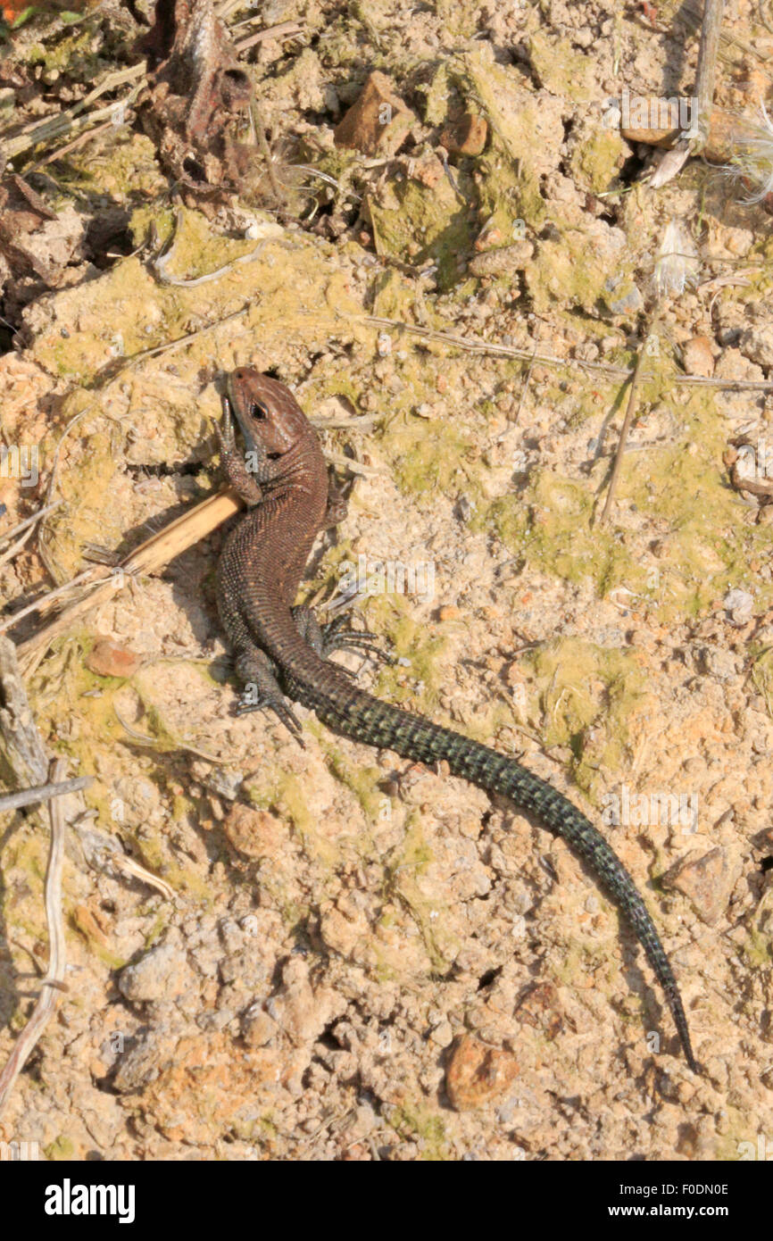 Juvenile Common Lizard basking in the sun Stock Photo