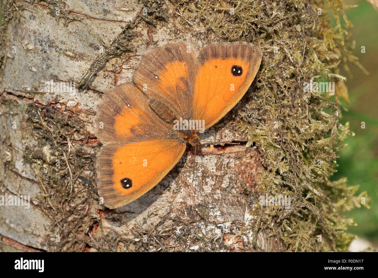 Female Hedge Brown or Gatekeeper Butterfly basking on a tree stump Stock Photo