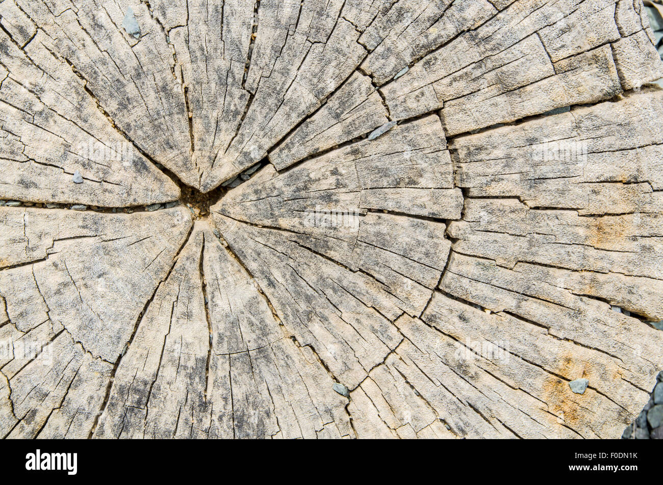 Old tree stump texture with cracks Stock Photo - Alamy