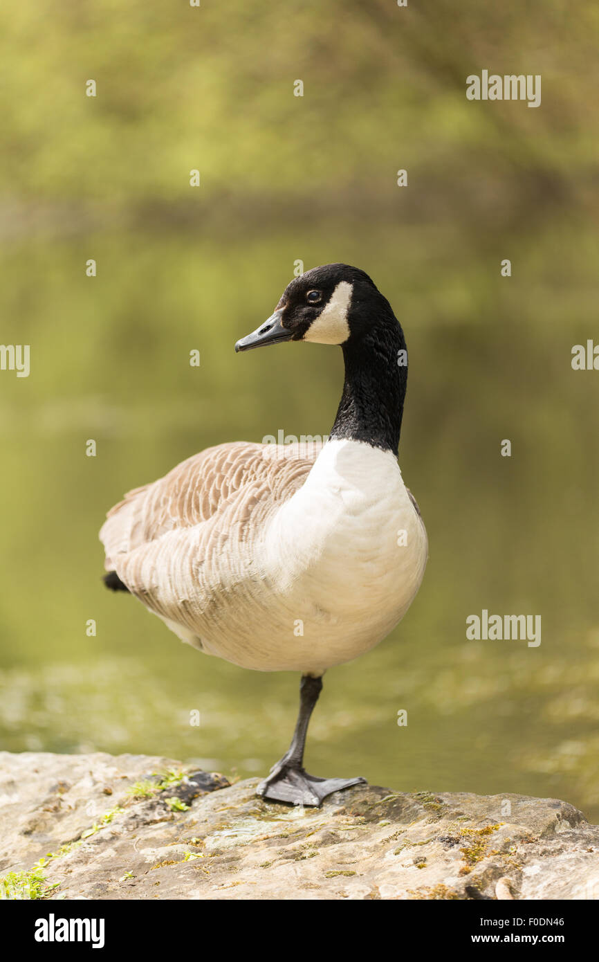 Canada Goose standing on one leg, on the edge of the water, just