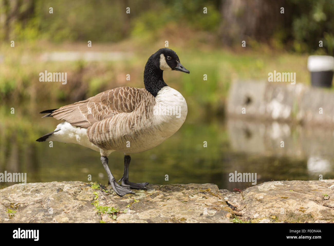 Canada Goose standing just watching, ready on the edge of the water. Stock Photo