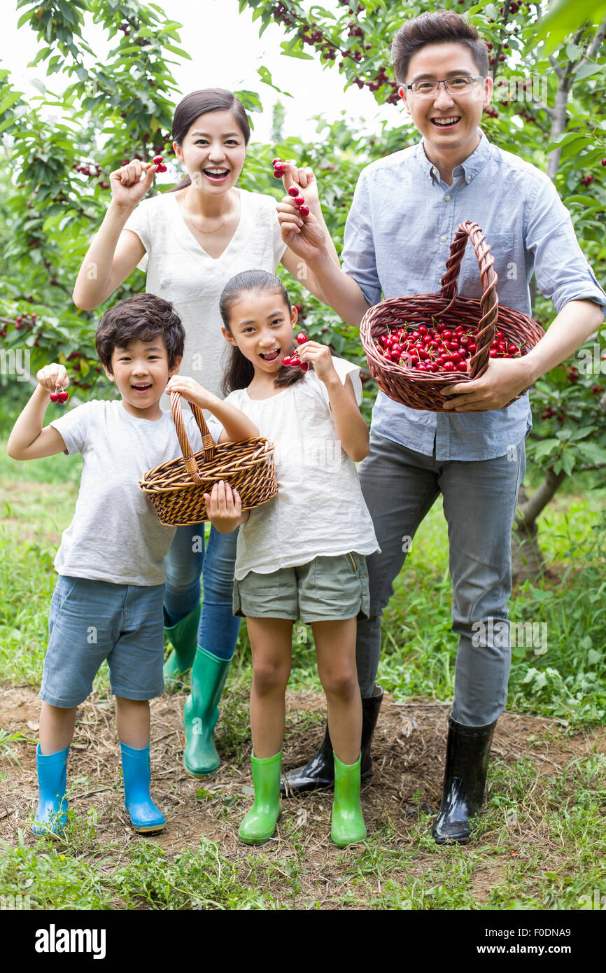Young family picking cherries in orchard Stock Photo Alamy