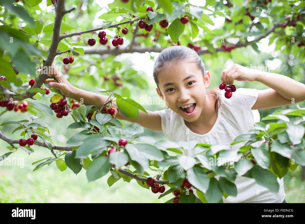 Happy girl picking cherries in orchard Stock Photo Alamy