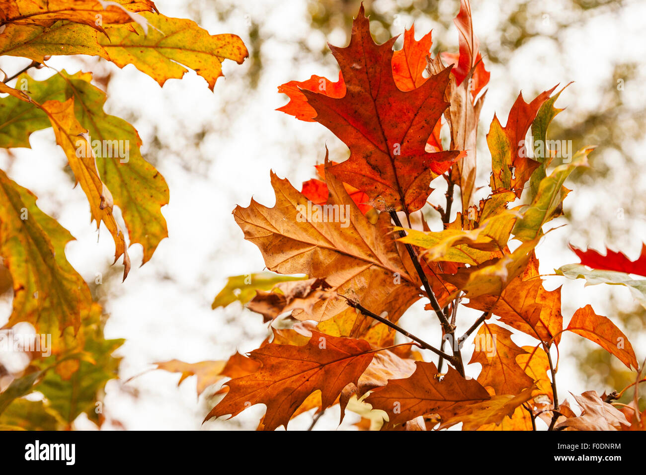 Striking gold leaves hi-res stock photography and images - Alamy