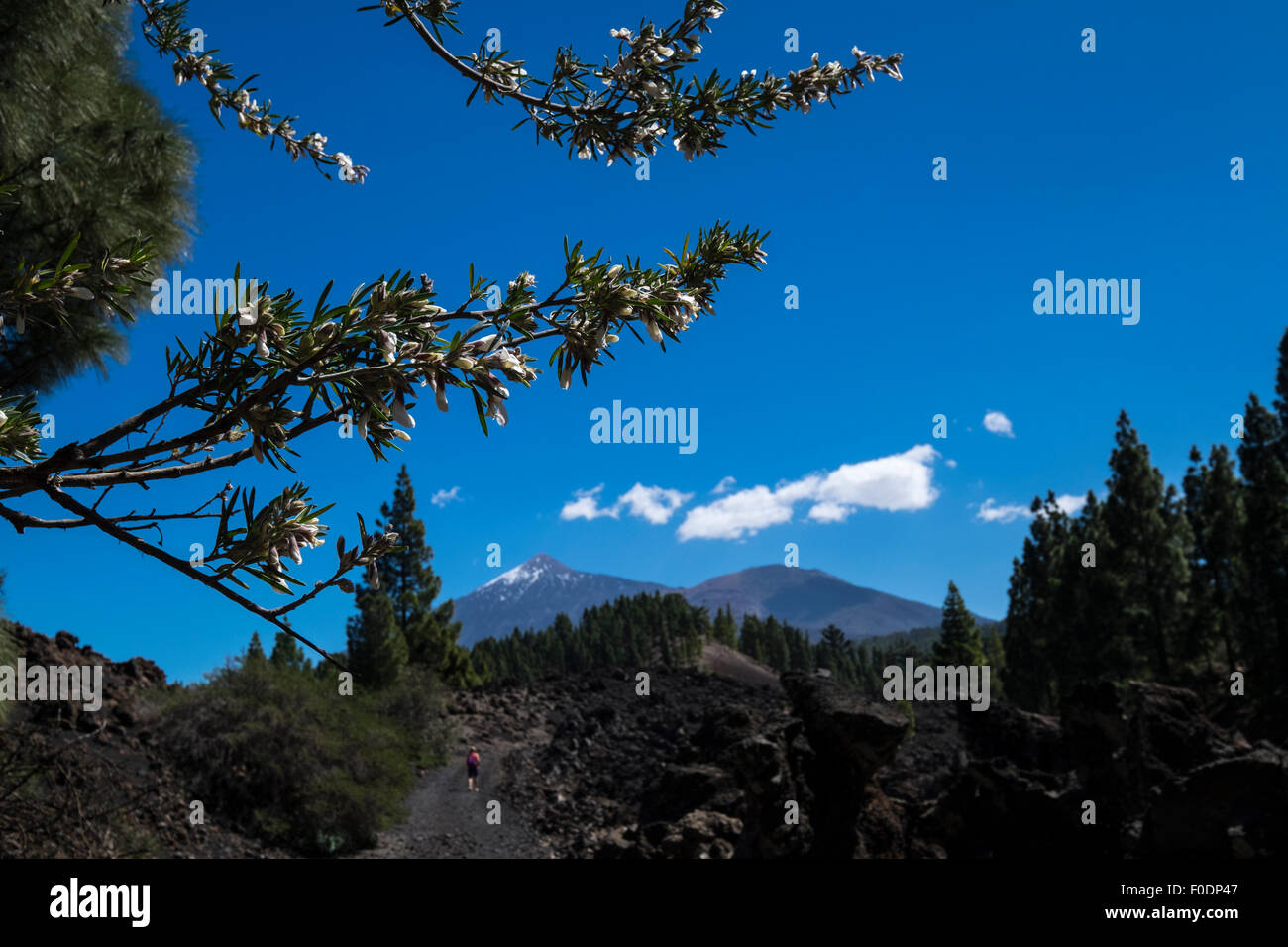 Chamaecytisus proliferus flowering shrup common name Tagasaste or escobon in the pine forest on the way to Teide, Tenerife, Cana Stock Photo