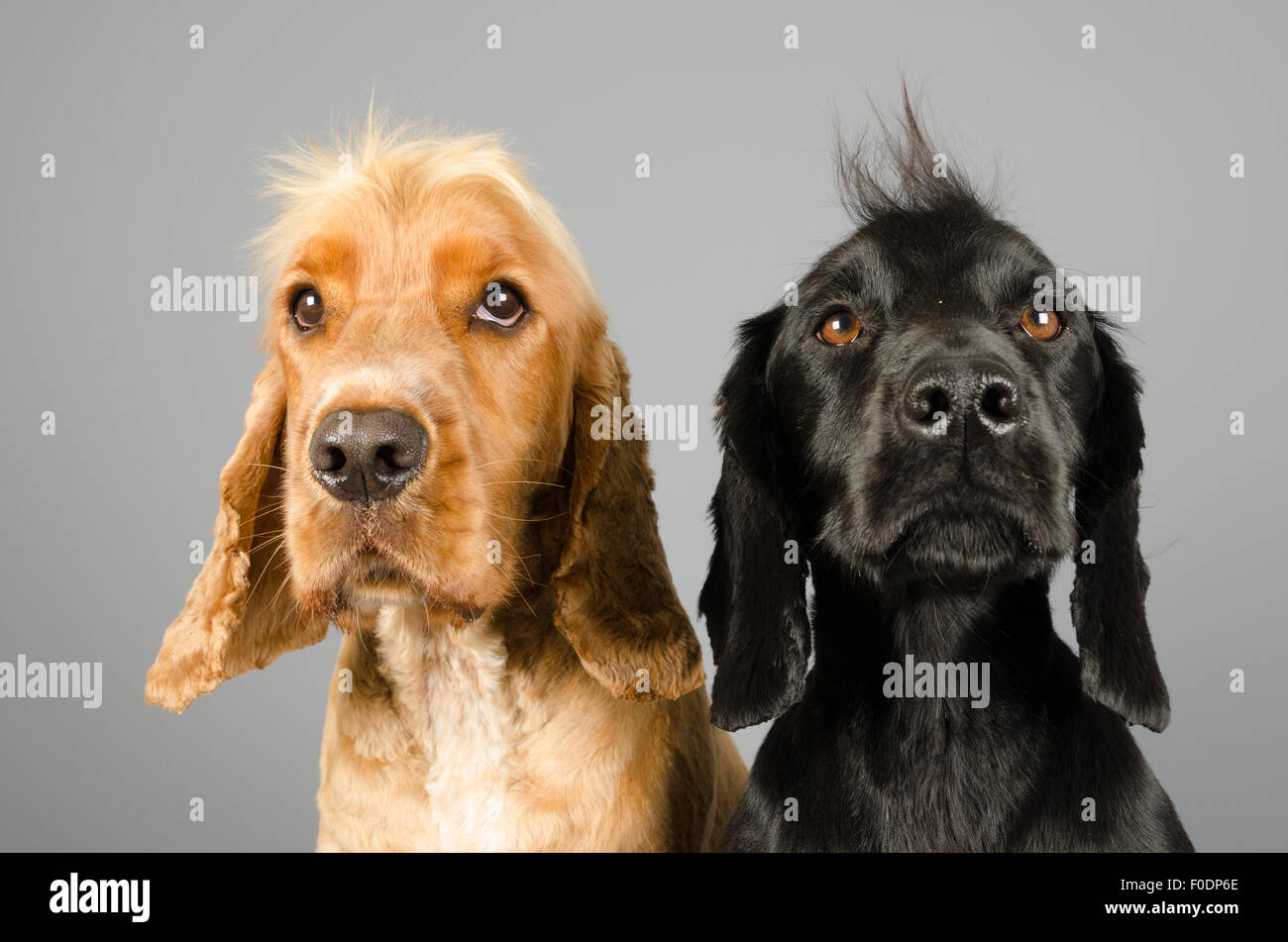 Doggy Pals Cocker Spaniels - Male Stock Photo
