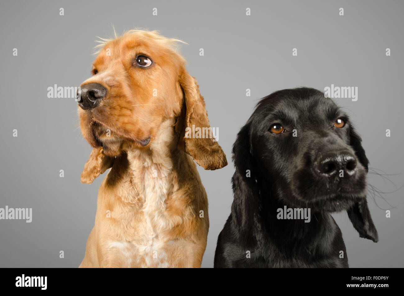 Doggy Pals Cocker Spaniels - Male Stock Photo