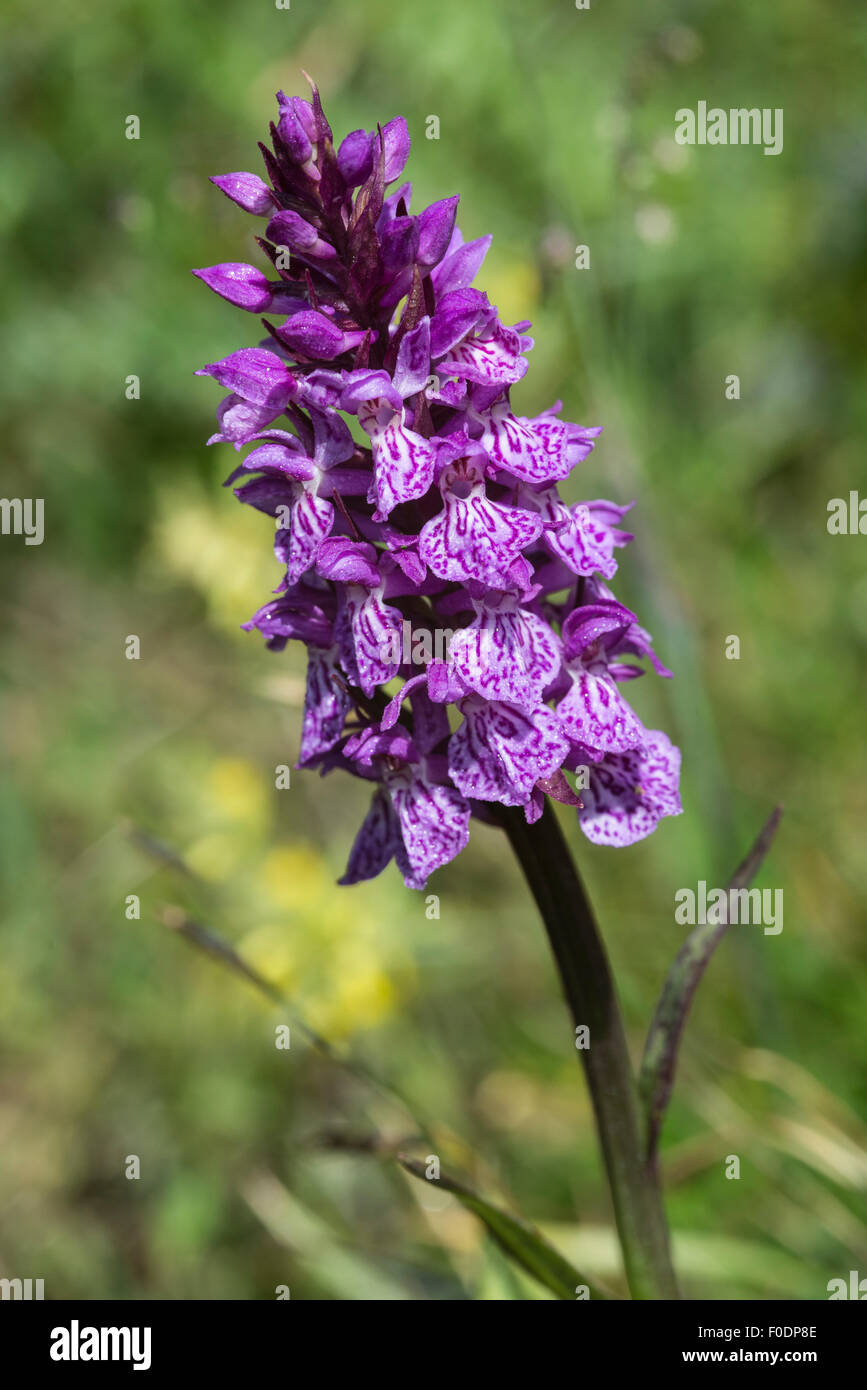 Alpine flowers, Spotted Orchid, Dachylorhiza Sambucina Stock Photo