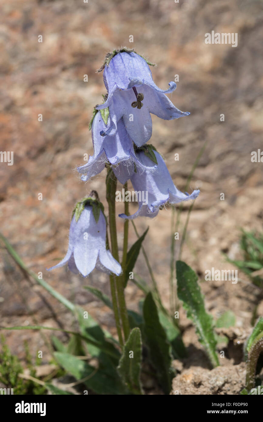 Alpine flowers,  Bearded Bell Flower, Campanula barbata Stock Photo