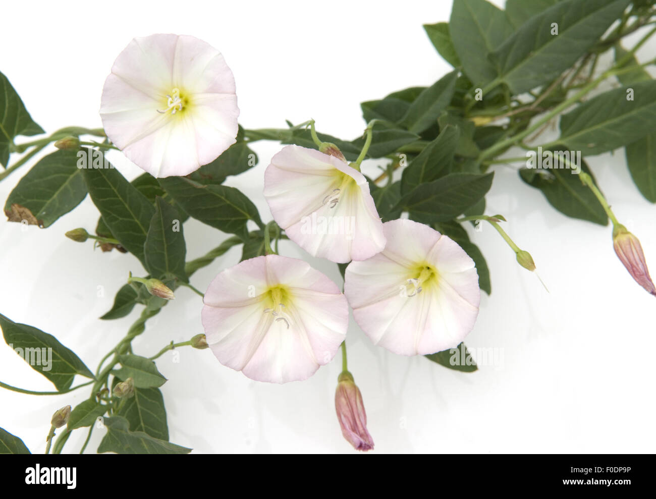 Deutschland convolvulus arvensis hi-res stock photography and images ...