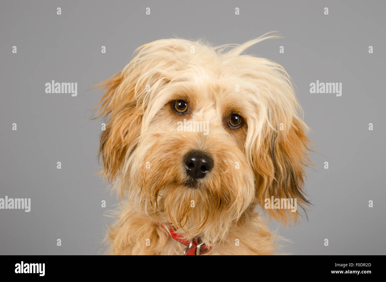 dog with long messy hair on grey background Stock Photo