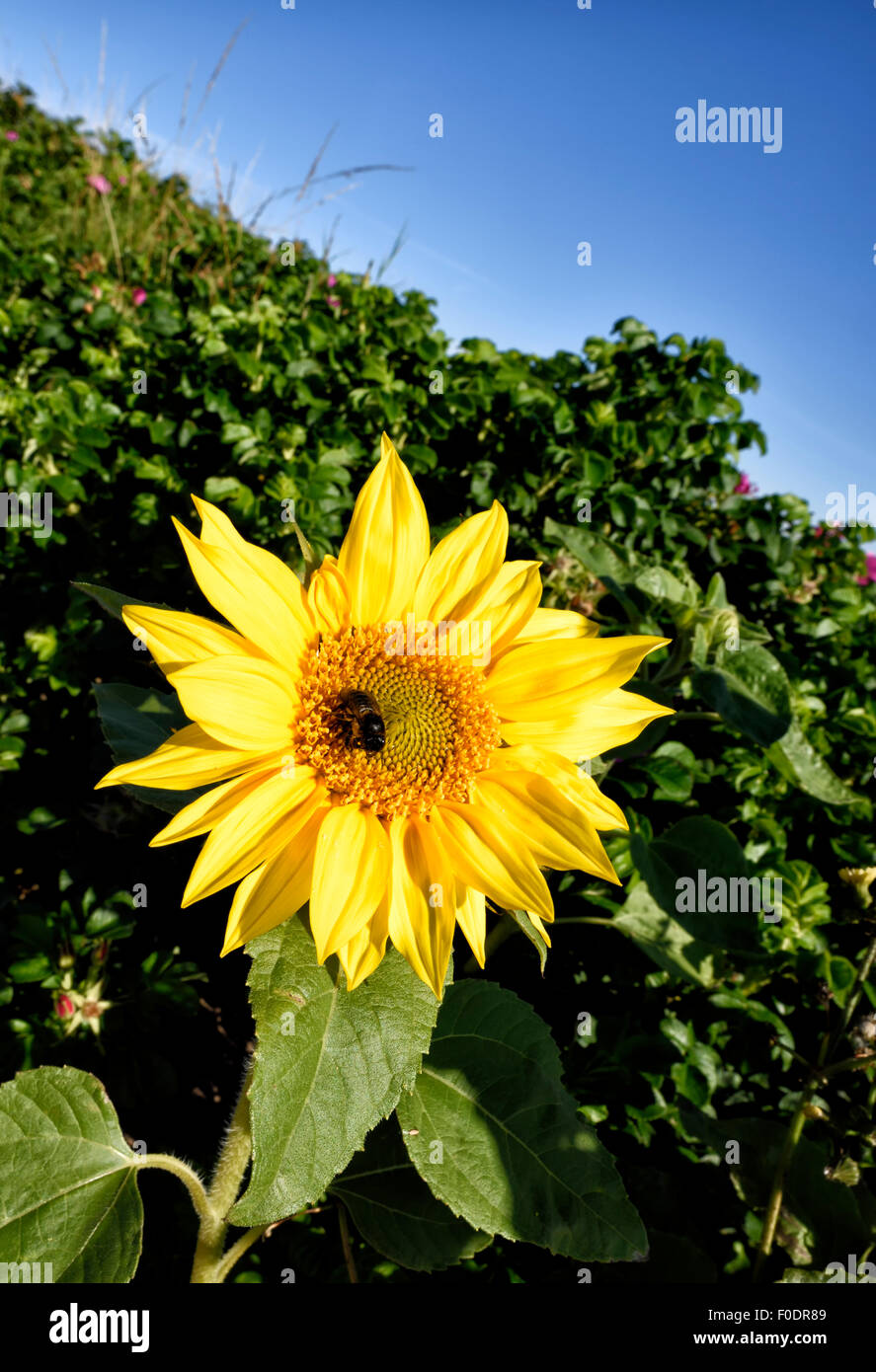 Single brightly coloured Sunflower Stock Photo