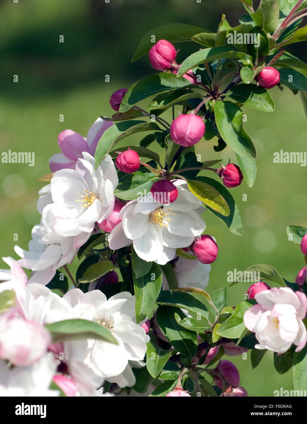 Apfelbluete; Apfelblueten; Malus, Apfelbaumblueten, Stock Photo