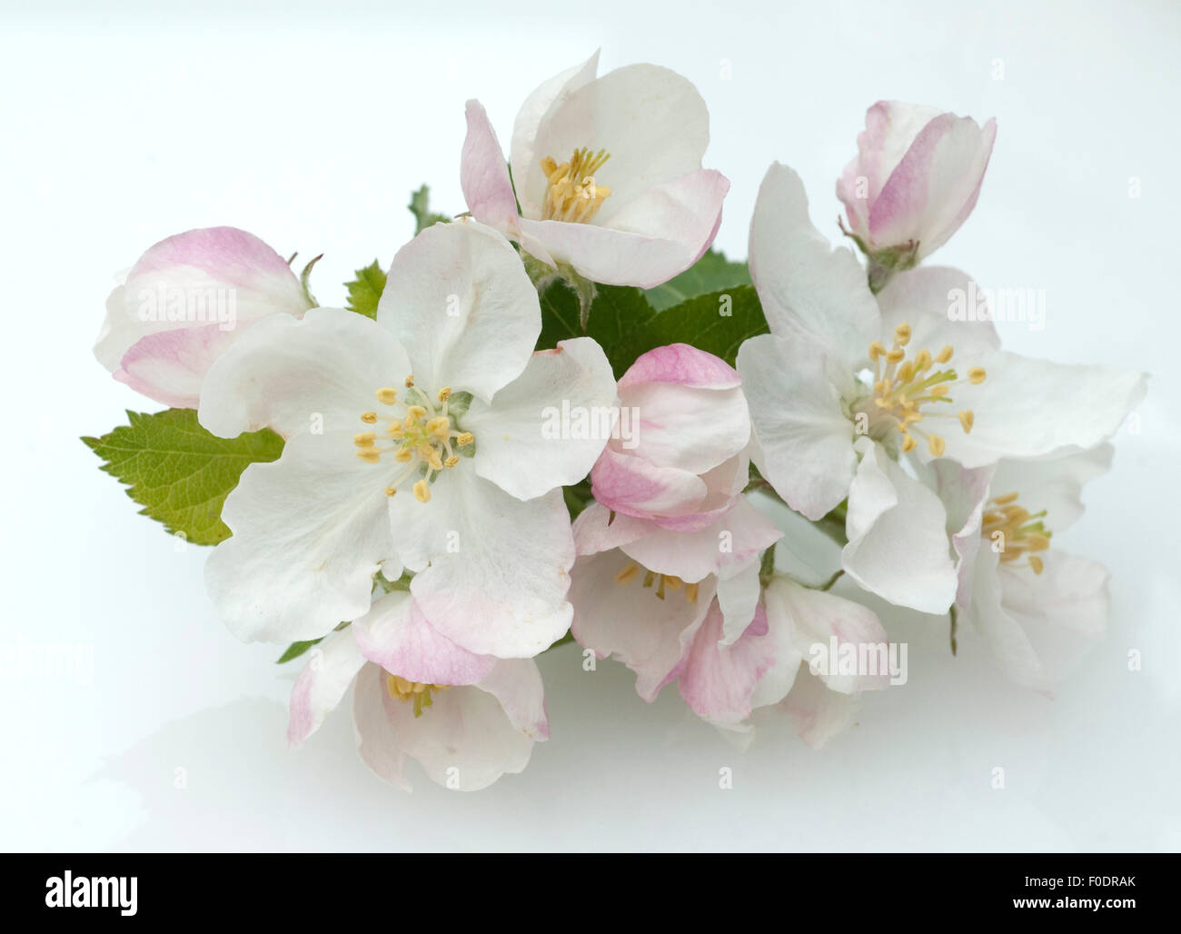 Apfelbluete; Apfelblueten; Malus, Apfelbaumblueten, Stock Photo