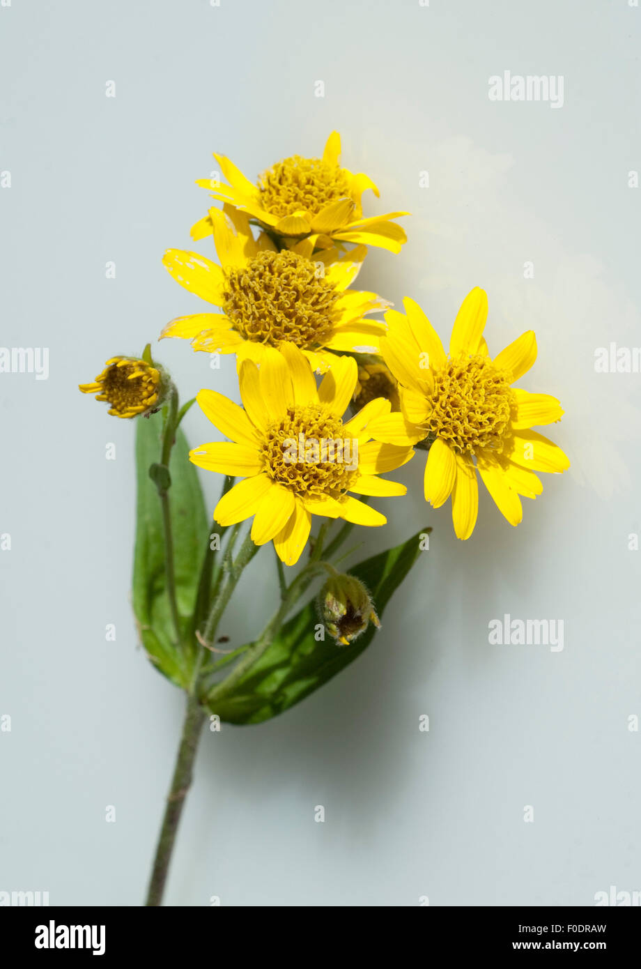 Arnika, Arnica chamissonis, Wiesenarnika, Nordamerikanische, Stock Photo