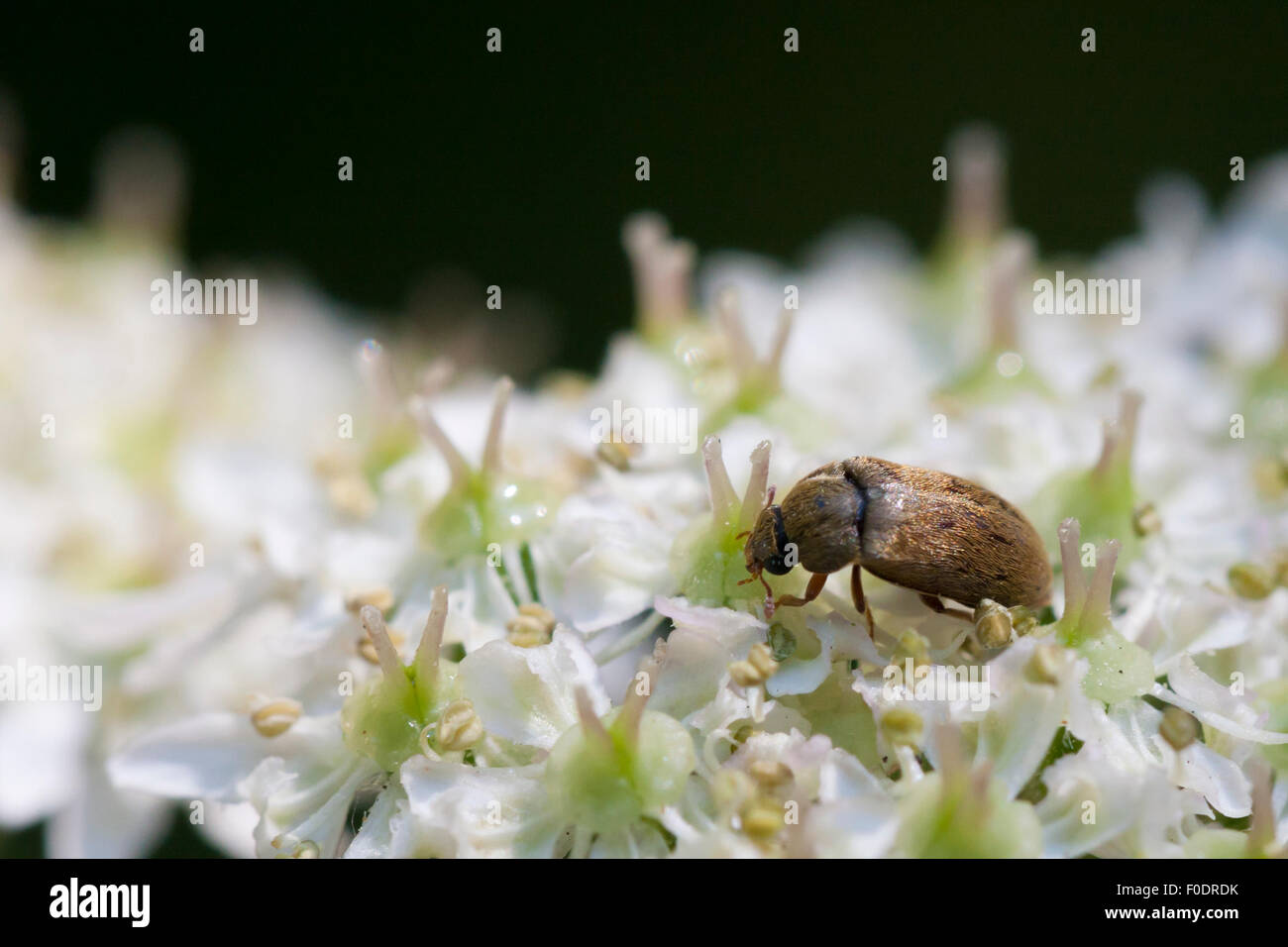 A furry Fruitworm Beetle on a Cow Parsley flower  From size and dark brown colour t Stock Photo