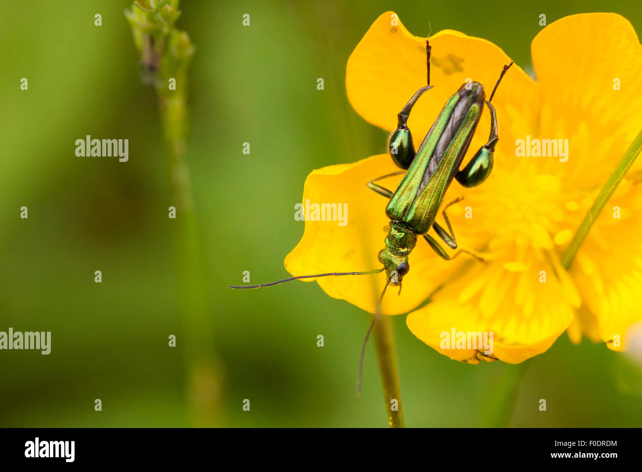 Swollen thighed beetle hi-res stock photography and images - Alamy