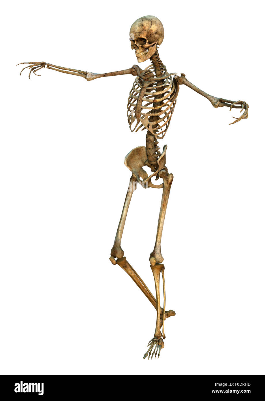 3D digital render of a human skeleton isolated on white background ...