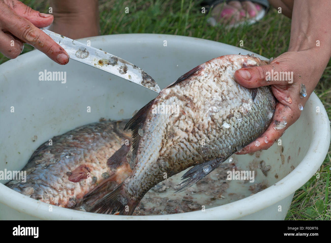 woman hands gutting and cleaning fish closeup Stock Photo