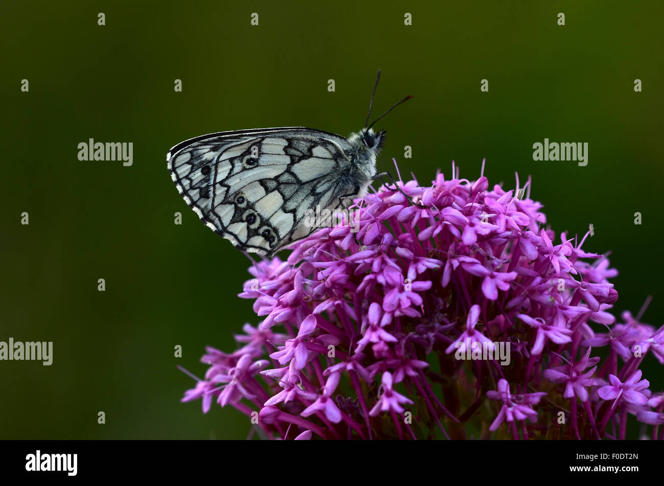 Marbled white butterfly on a purple flower head UK Stock Photo