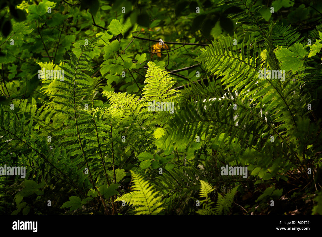 The bracken in the forest Stock Photo