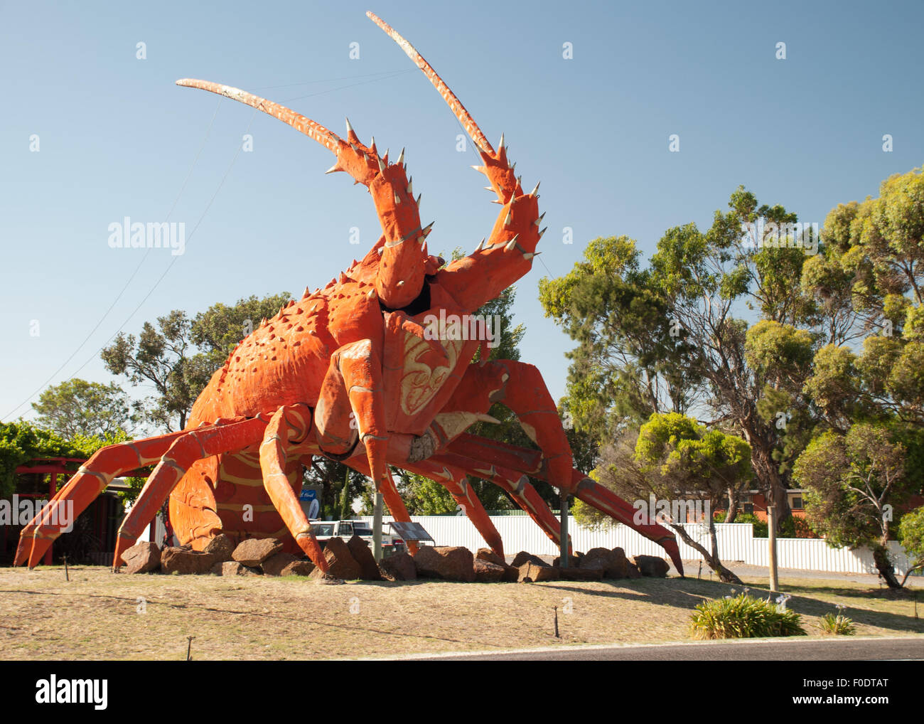 Giant Lobster in Australia Stock Photo Alamy