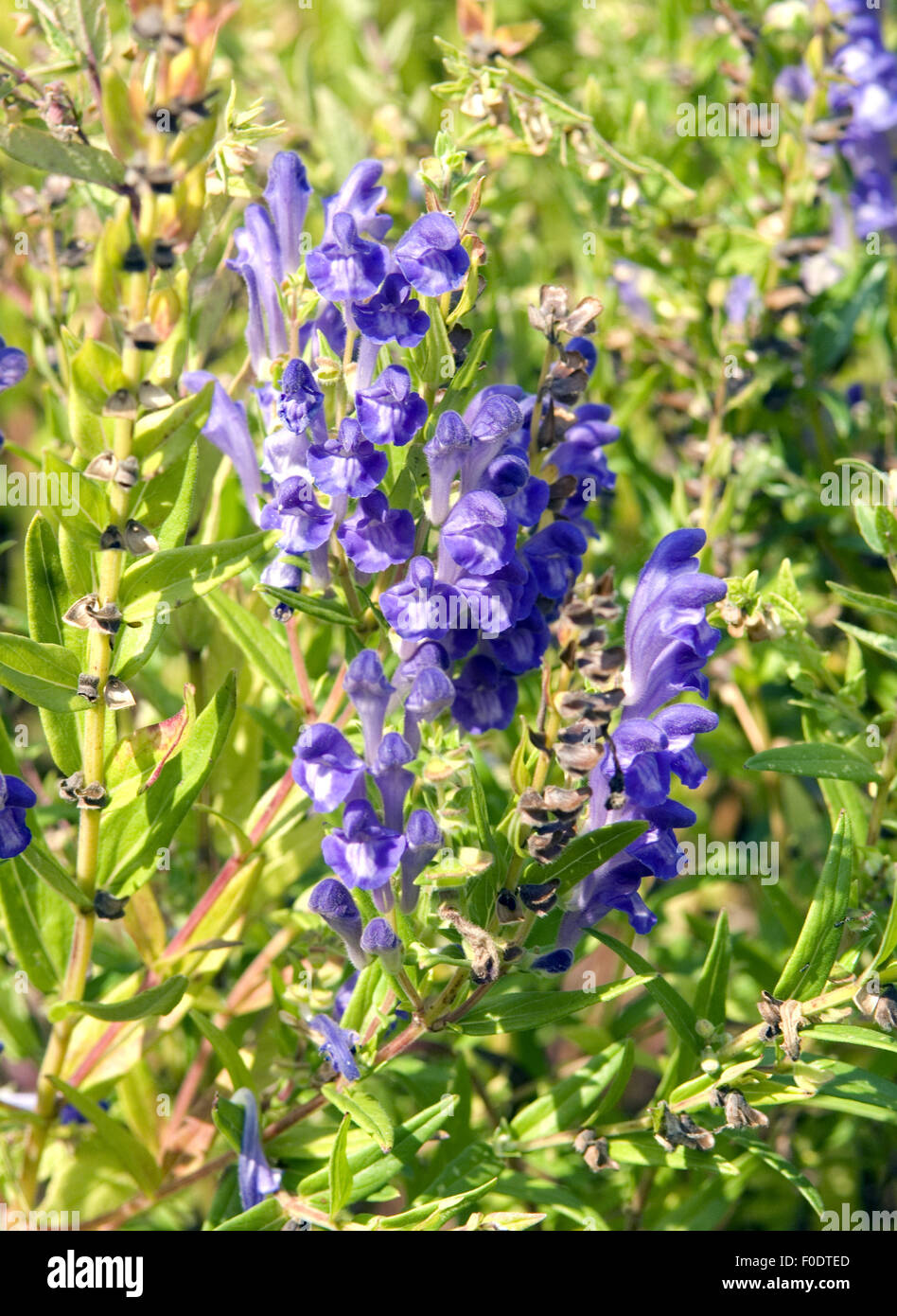 Baikal-Helmkraut; Scutellaria baicalensis, Heilpflanzen Stock Photo - Alamy