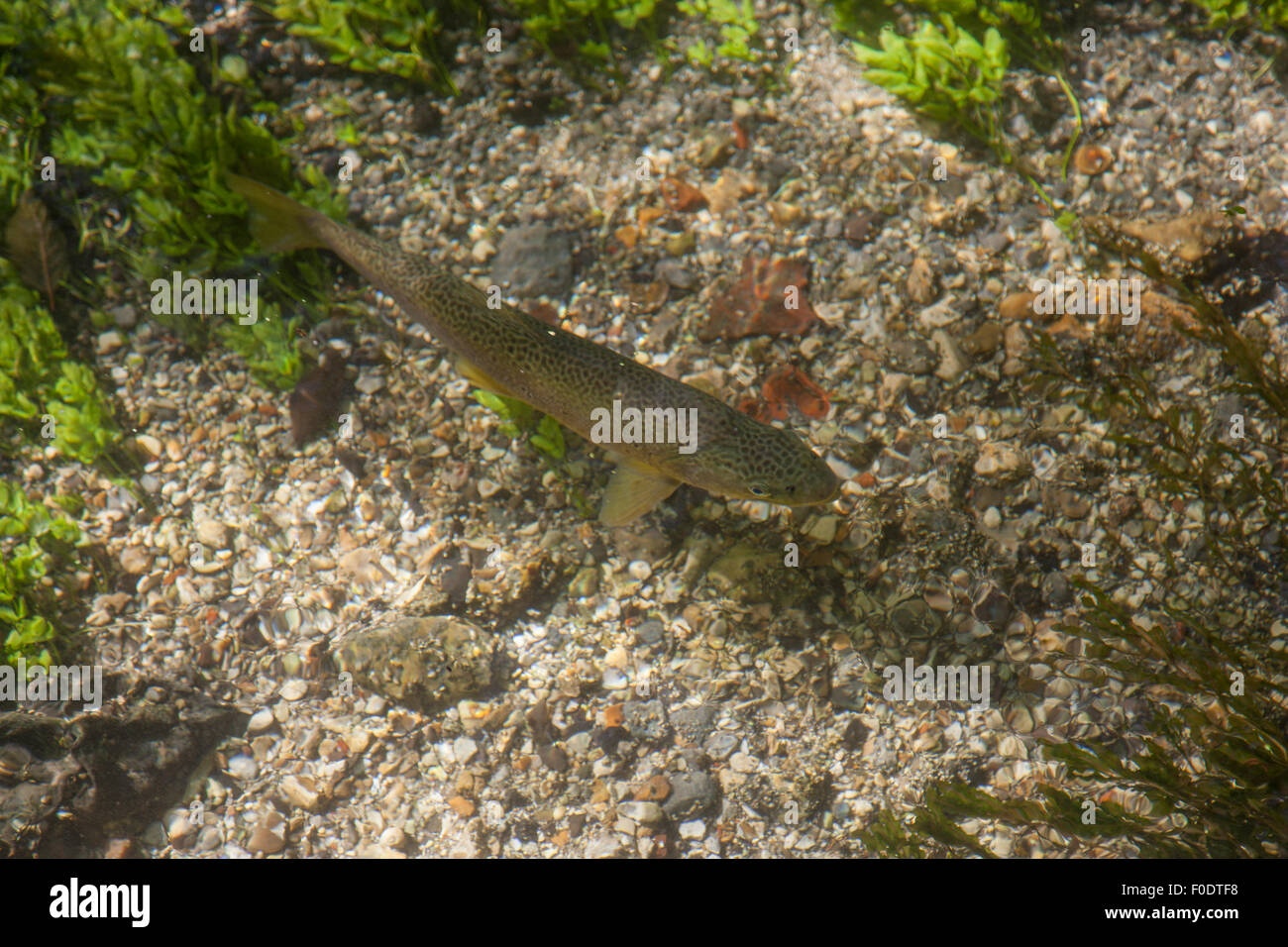 brown trout swimming in the river test Stock Photo