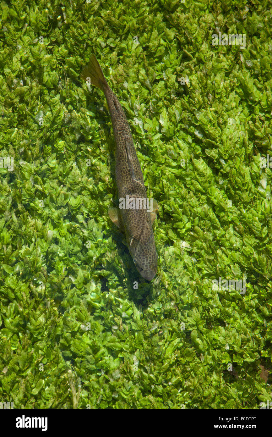 Brown trout river uk hi-res stock photography and images - Alamy