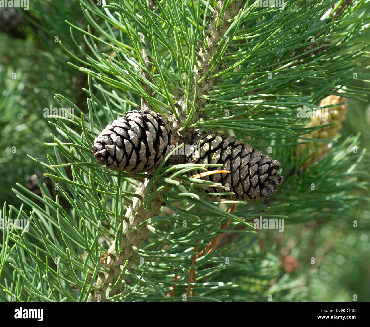 Bergkiefer, Kiefer, Pinus mugo, Heilpflanzen, Stock Photo