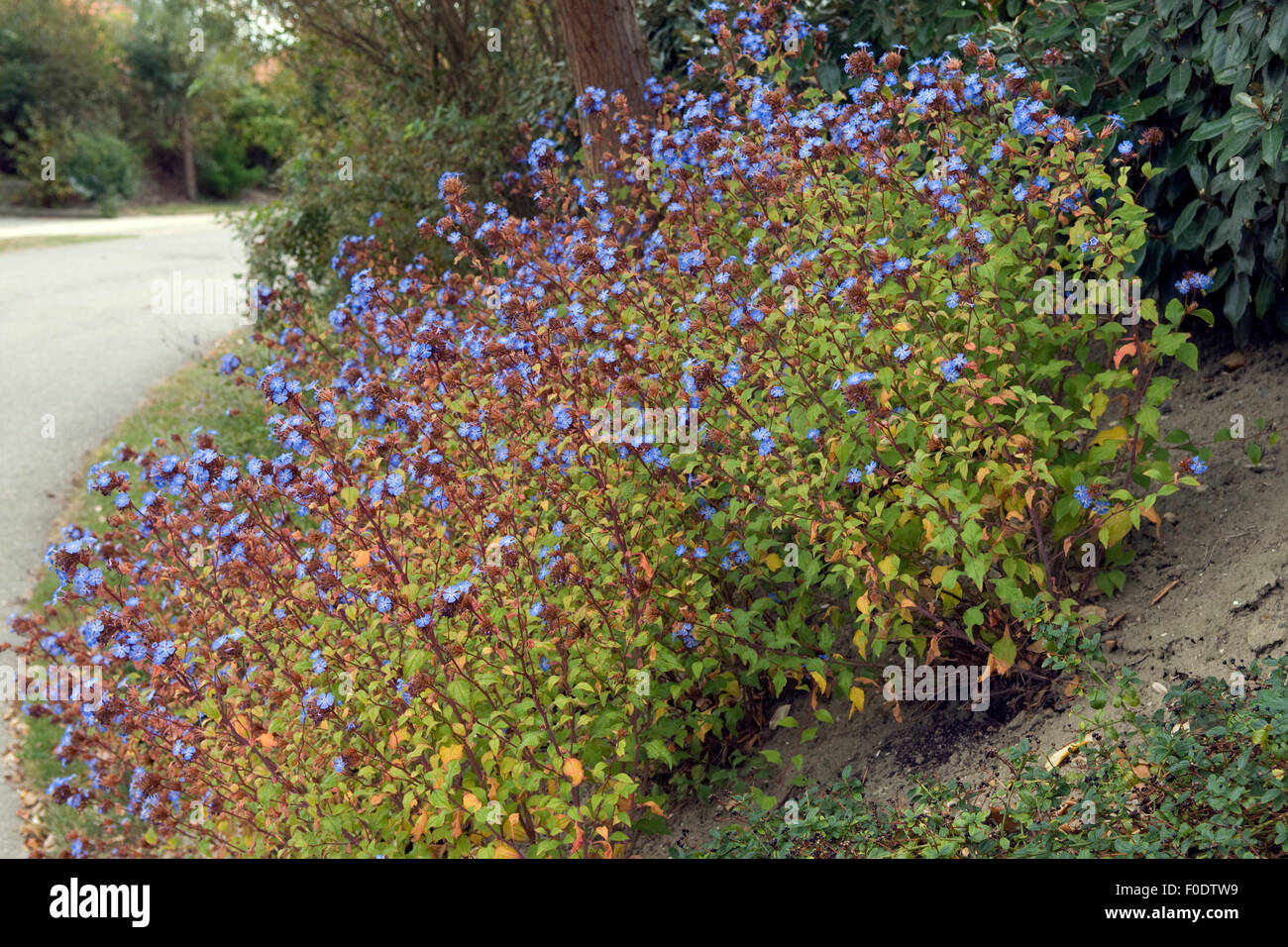 Bleiwurz; Bodendecker; Cerastostigma; Stock Photo