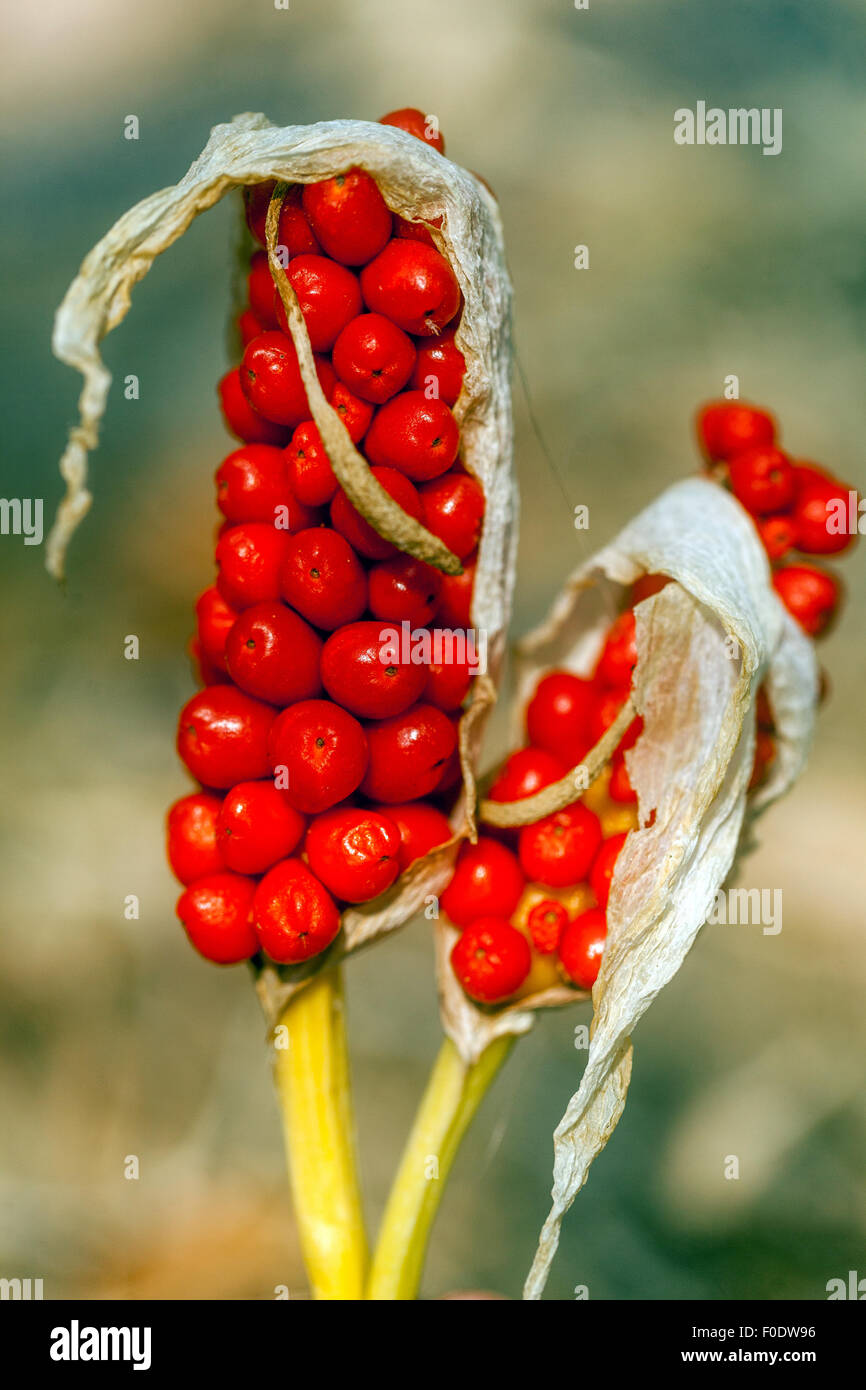 Cuckoo Pint or Lords and Ladies - Arum maculatum - poisonous berries Stock Photo