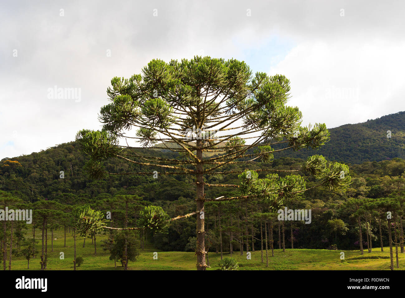 Closeup of upper part of Araucaria angustifolia ( Brazilian pine) with sky and clouds background,  Brazil. Selective focus Stock Photo