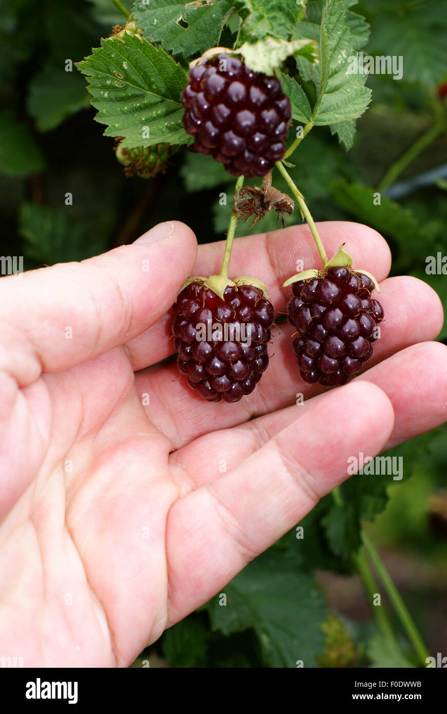 Picking ripe blackberries on a pick your own fruit farm Stock Photo