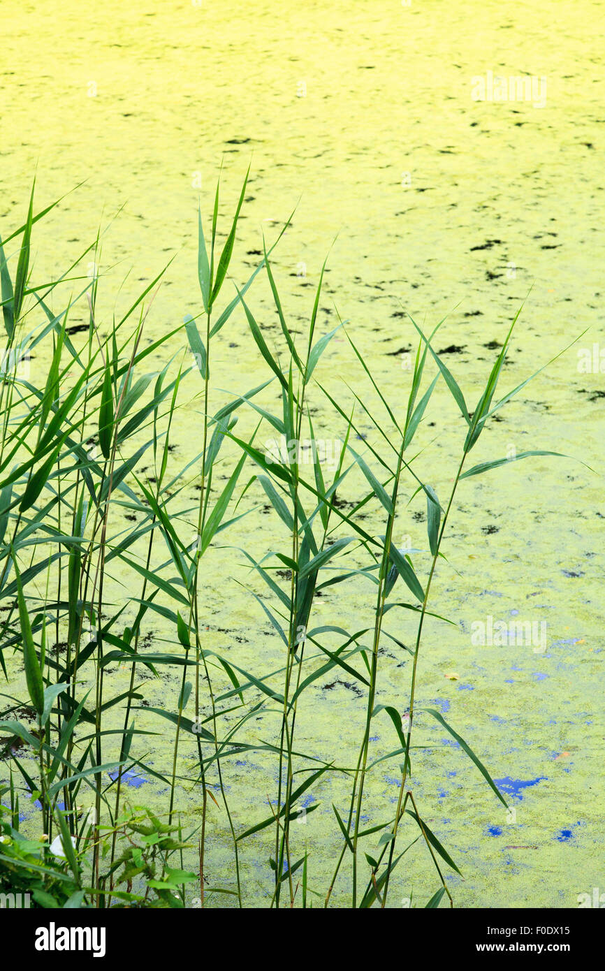 Green reeds against green weed covered pond Stock Photo