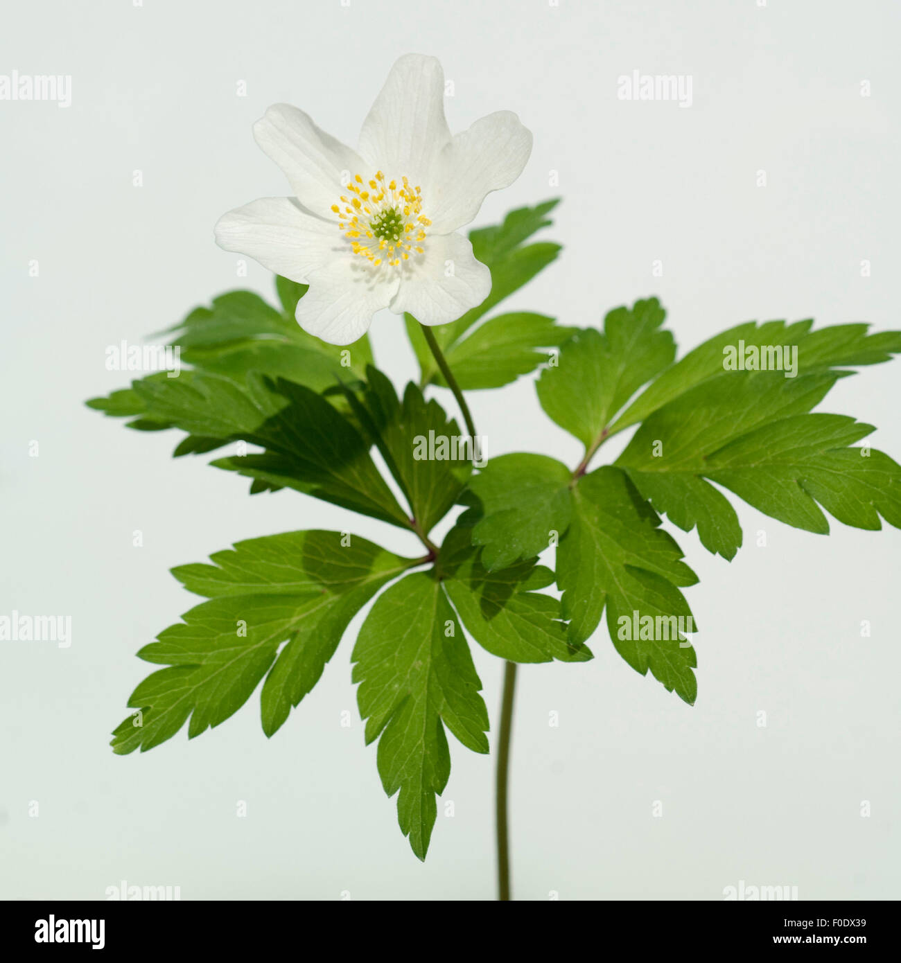 Buschwindroeschen, Anemone nemorosa, Heilpflanzen, Stock Photo