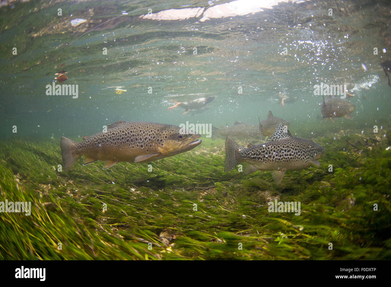 Uk trout underwater hires stock photography and images Alamy