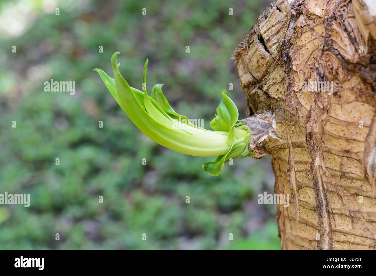 New budding green leaf on branch on tree top Stock Photo