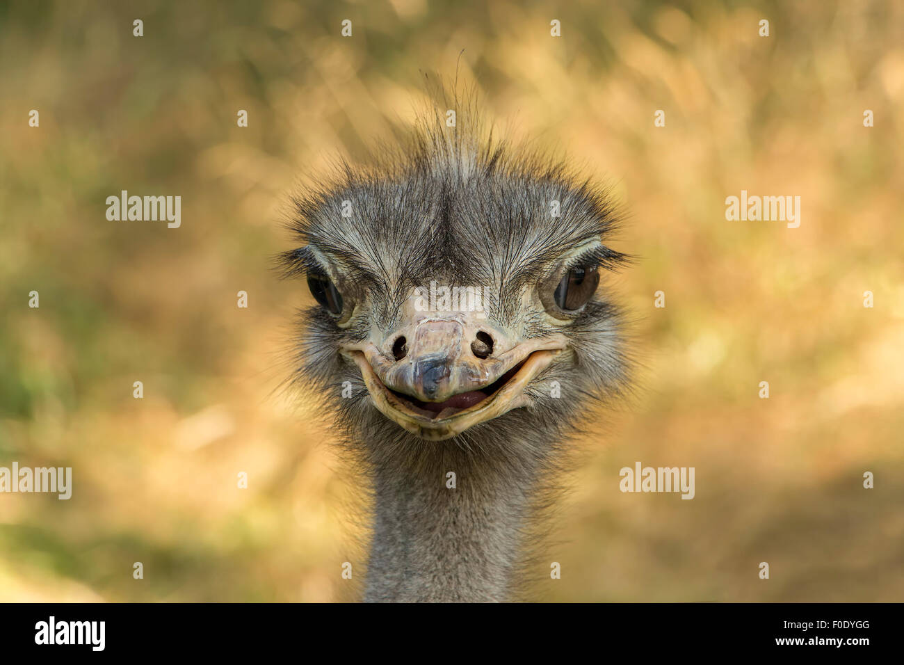 Portrait of Emu with open mouth. Stock Photo