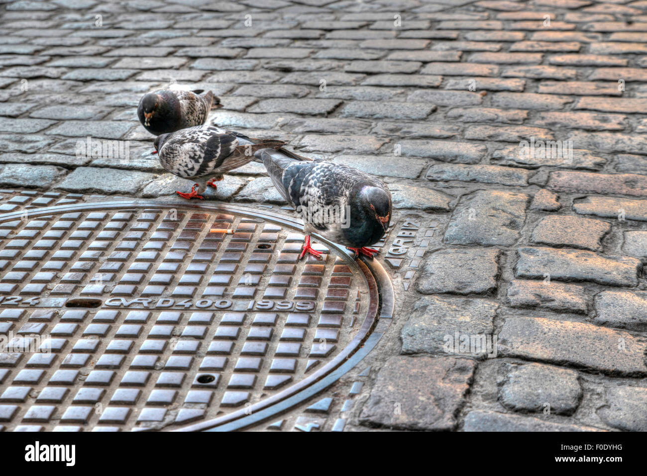 Pigeons looking for food on a street close to the grand place in Brussels Belgium Stock Photo