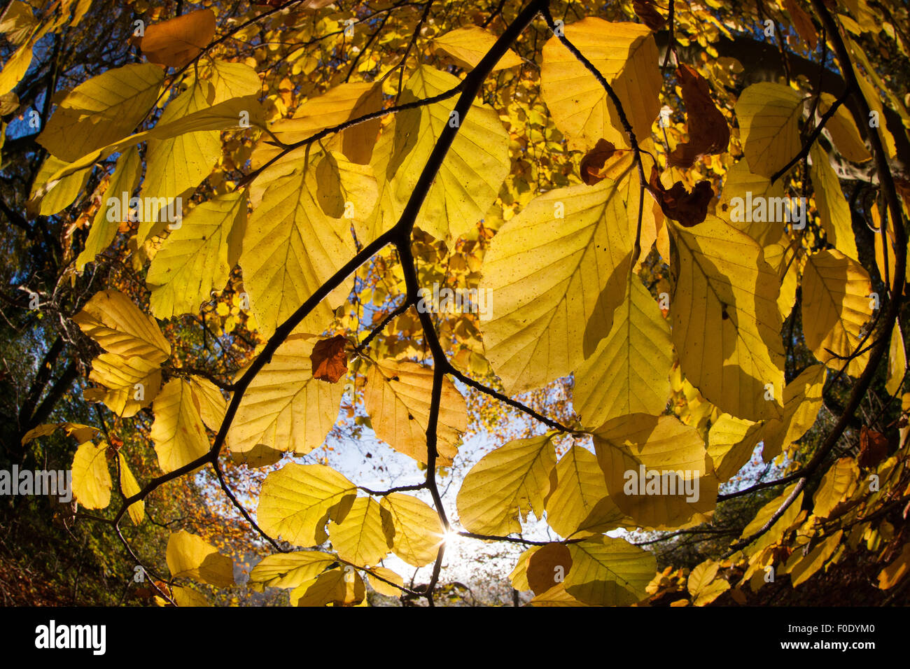 looking through autumn leaves Stock Photo